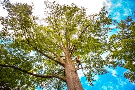 Professional  Tree Services in Vergennes, VT