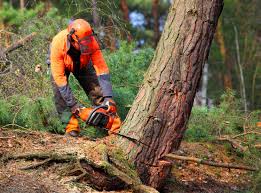 How Our Tree Care Process Works  in  Vergennes, VT